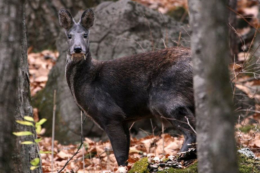 มัสค์ (Musk)