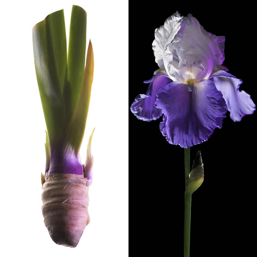 โอริส (Orris)