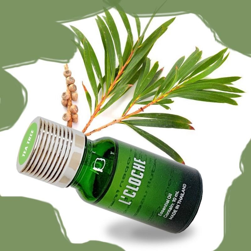 AUSTRALIAN TEA TREE ESSENTIAL OIL ขนาด 10ML - น้ำมันหอมระเหย นำเข้าจากประเทศออสเตรเลีย